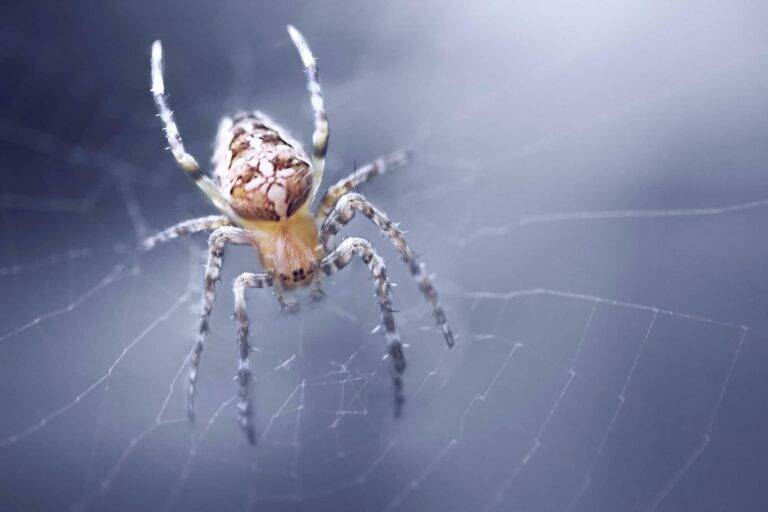 Araneus Spider