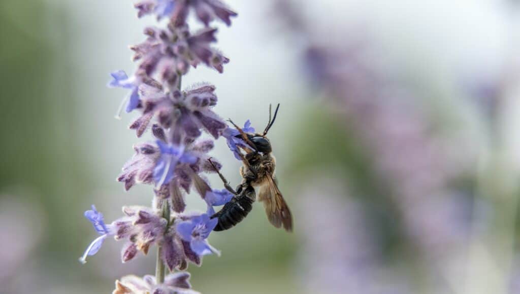 Wasp on purple flower