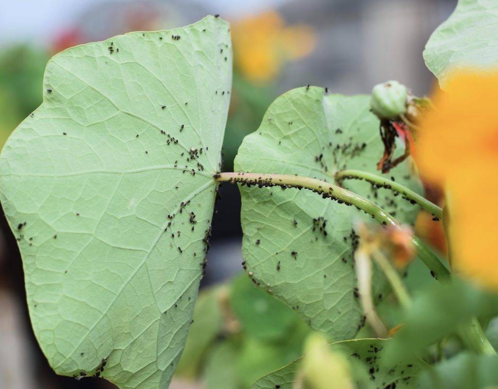 Aphids infestation in nasturtium flowers in a garden