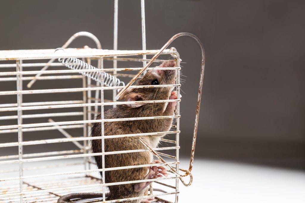 Close up of anxious rat trapped in metal cage