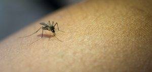 Close-up of mosquito sucking blood from human arm.