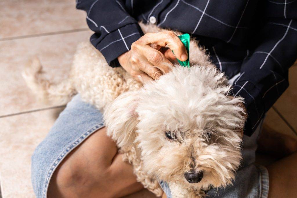 Close-up of person applying ticks, lice and mites control medicine on poodle pet dog with long fur