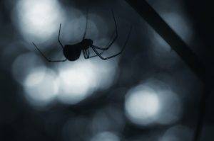Halloween scene with spider on web