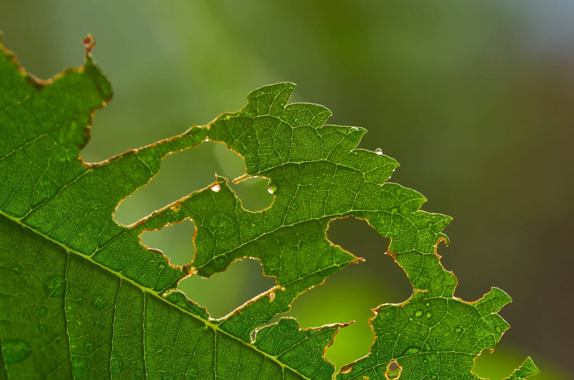 effective-south-mississippi-garden-pest-control-a-comprehensive-resource