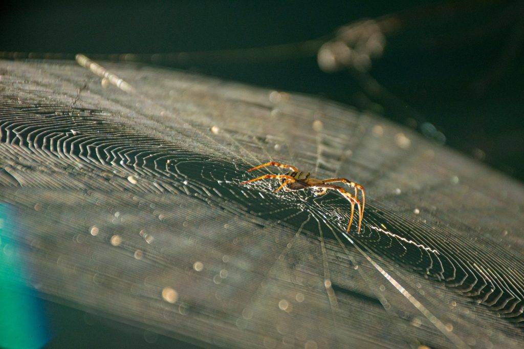 Spider on the web