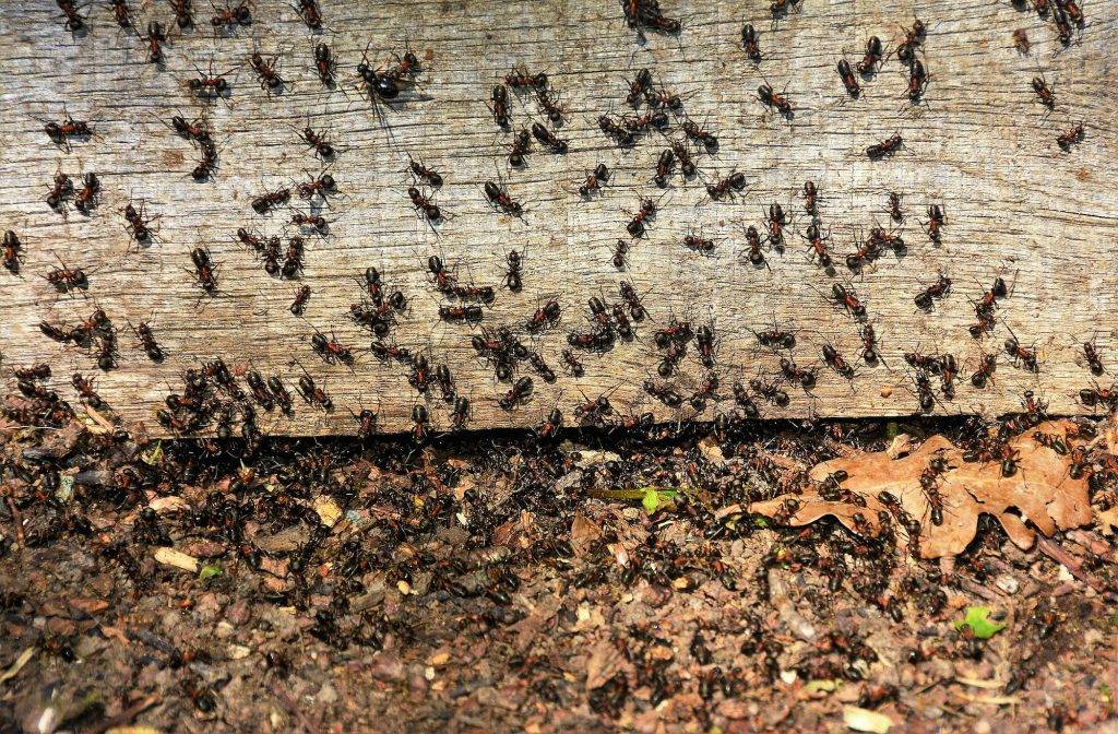 swarm of ants