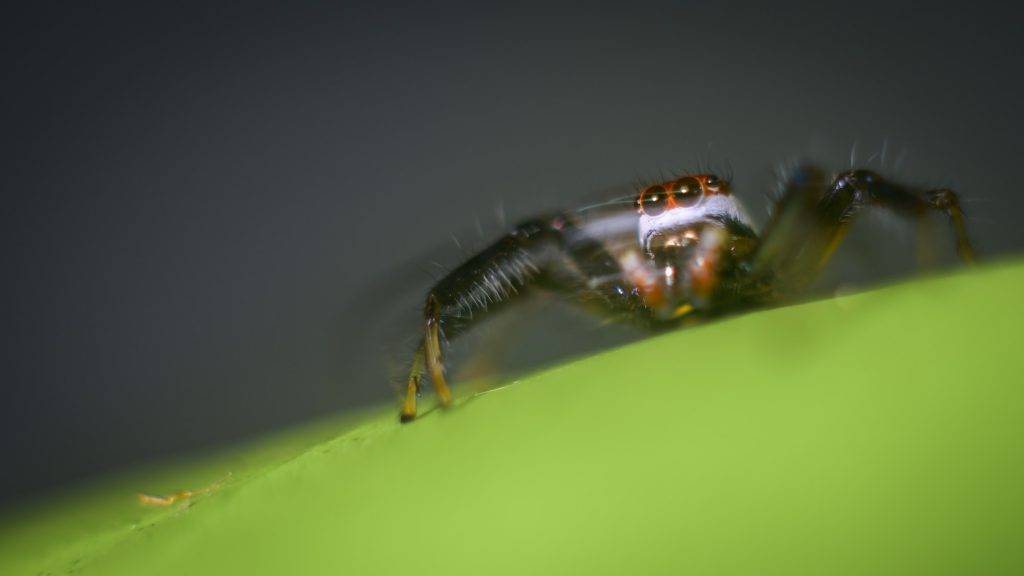 The motion of the small jumping spider on a leaf. The beauty of Macro world photography concept.