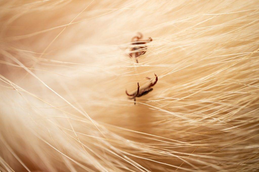 Ticks on dog hair. Ticks sucking dog blood. Dangerous insect mite, encephalitis