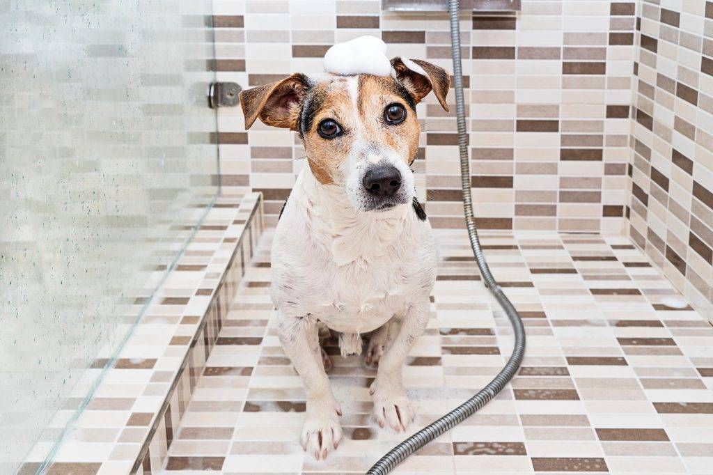 Wet puppy dog jack russell with foam on head in shower. Washing dog against fleas and parasites