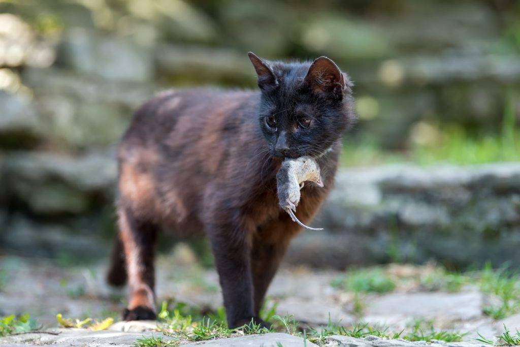 Cat playing with a dead mole