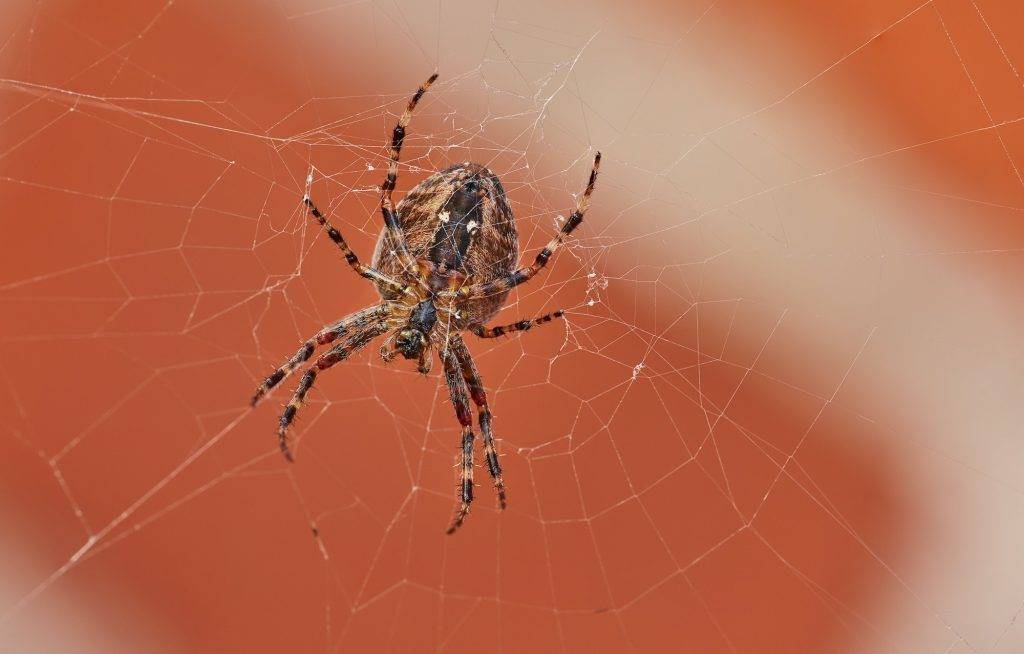 The Walnut Orb-weaver Spider