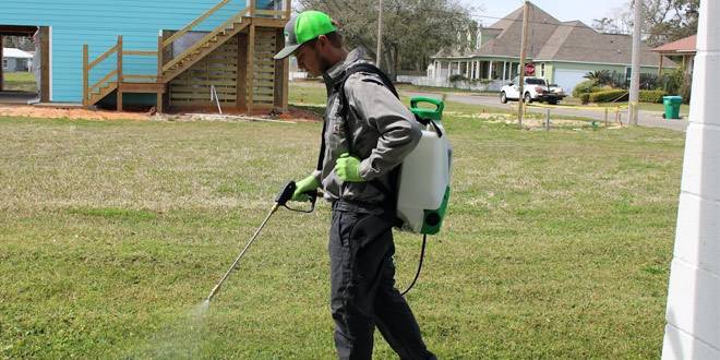 Seasonal Pest Problems in Gulfport How to Prepare for Spring and Summer Infestations