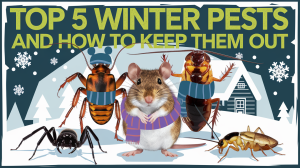 Top 5 winter pests and how to keep them out!